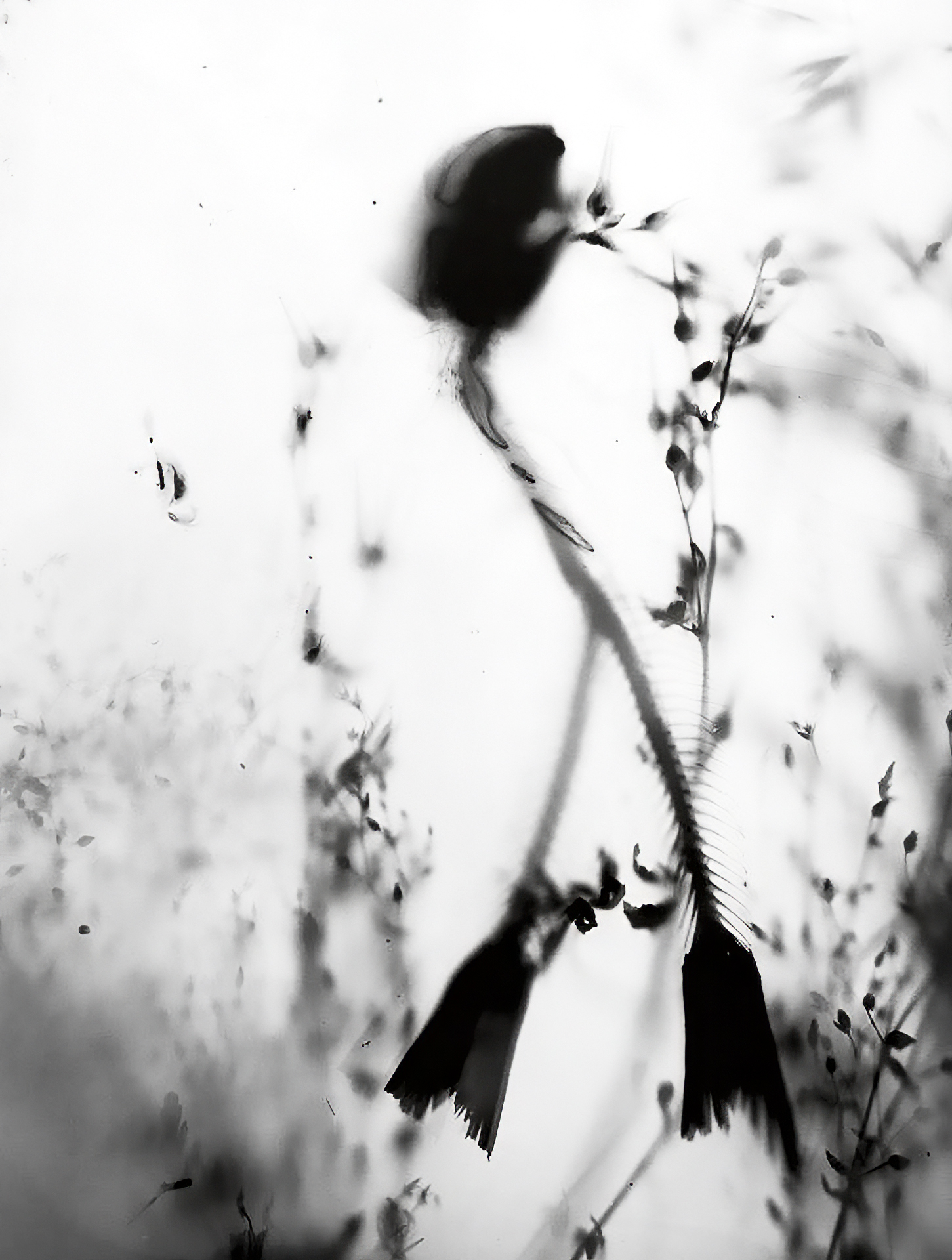 Fotografía artistica 1